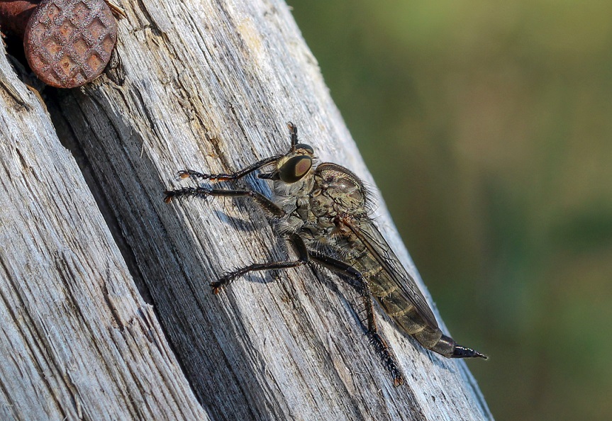 Asilidae Asilinae sp., femmina